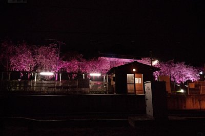 ����̎����w