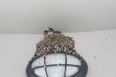 �Ȃ�ƃg�C���Ƀc�o������������Ă��܂���