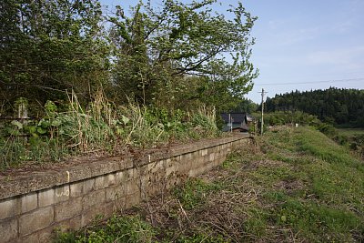 �z�[������G�����L�тĂ��܂�