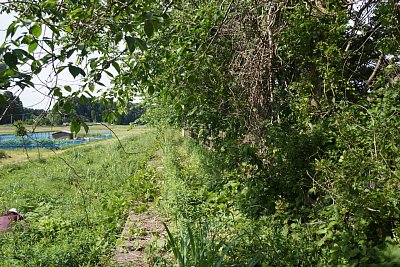 �z�[���͎G�����M�̂悤�ɂȂ��Ă��܂�